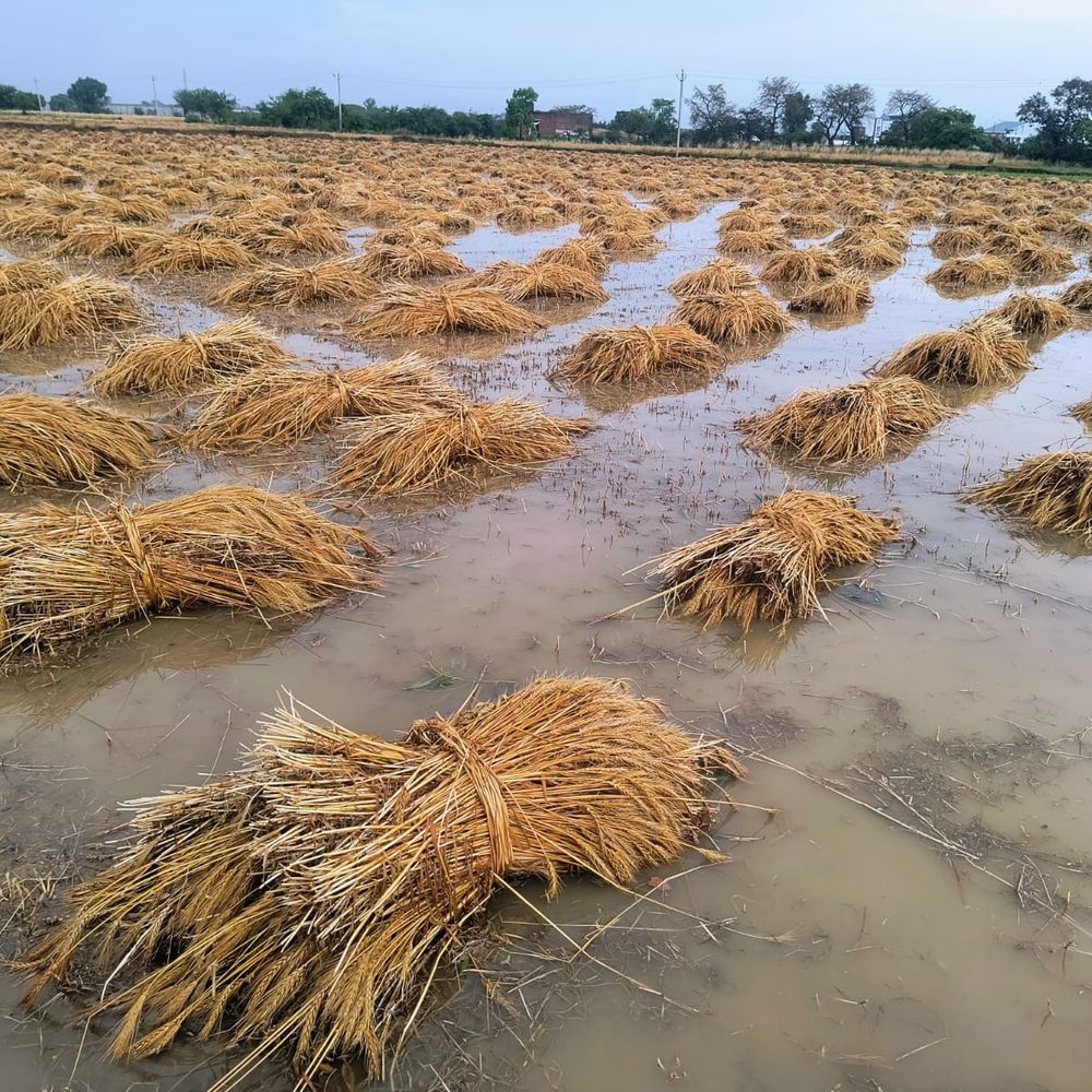 संभल में ओलावृष्टि से गेहूं-मक्का की फसलें बर्बाद:किसानों को भारी नुकसान, सरकारी मदद की उम्मीद; तापमान 18 से 32 डिग्री, AQI 173 पहुंचा