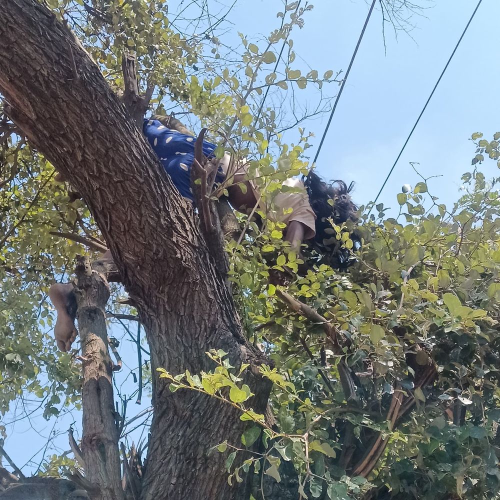 हाईटेंशन लाइन की चपेट में आने से किशोरी की मौत:मैनपुरी में बेर तोड़ने पेड़ पर चढ़ी थी, 1 घंटे तक लटकी रही लाश