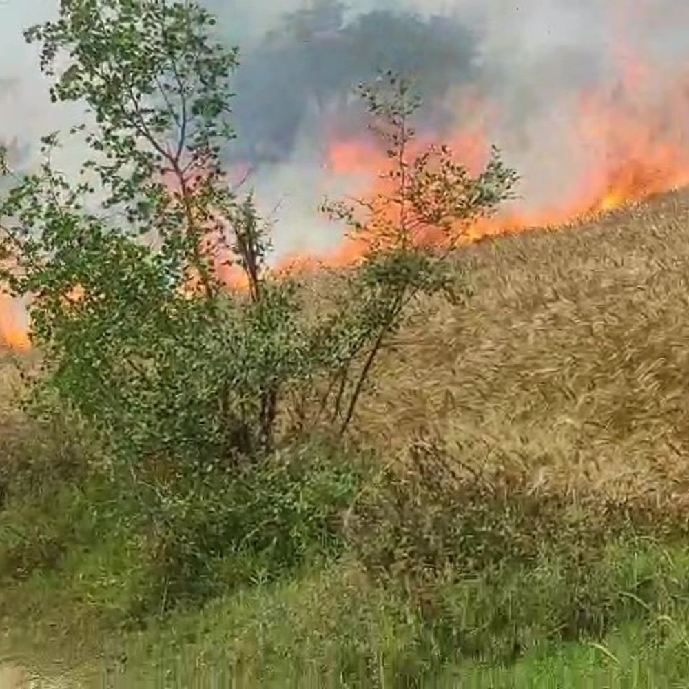 
                 मथुरा में 15 बीघा गेहूं की फसल जलकर राख:बिजली के तारों से निकली चिंगारी से लगी आग, किसान को भारी नुकसान 
            
