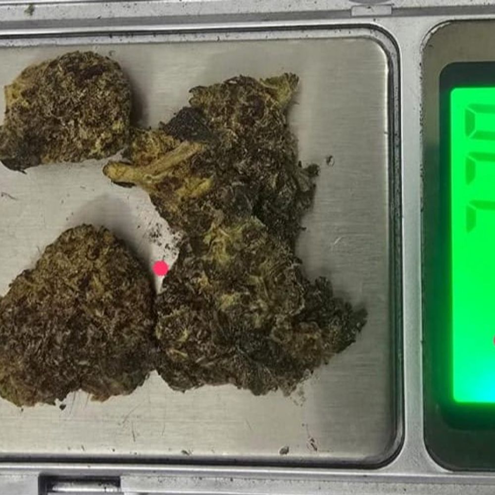 हाइड्रोपोनिक गांजा मामले में एक और आरोपी गिरफ्तार:अब तक 3.7 ग्राम हाइड्रोपोनिक गांजा जब्त, नेटवर्क की तलाश में जुटी पुलिस