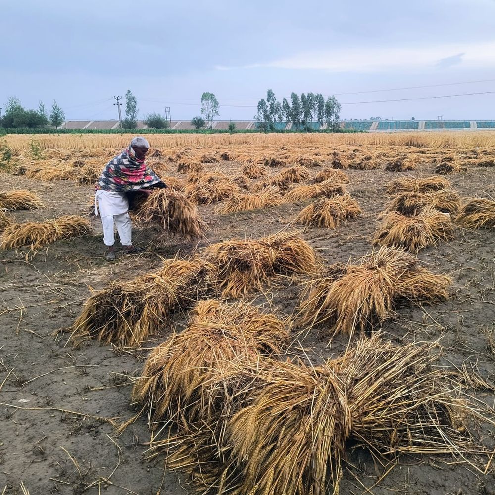 संभल में 10 मिनट की टिप-टिप बूंदाबांदी से मौसम बदला:संभल में ओलावृष्टि-बारिश से गेहूं-मक्का की फसल खराब, तापमान गिरा, AQI 124