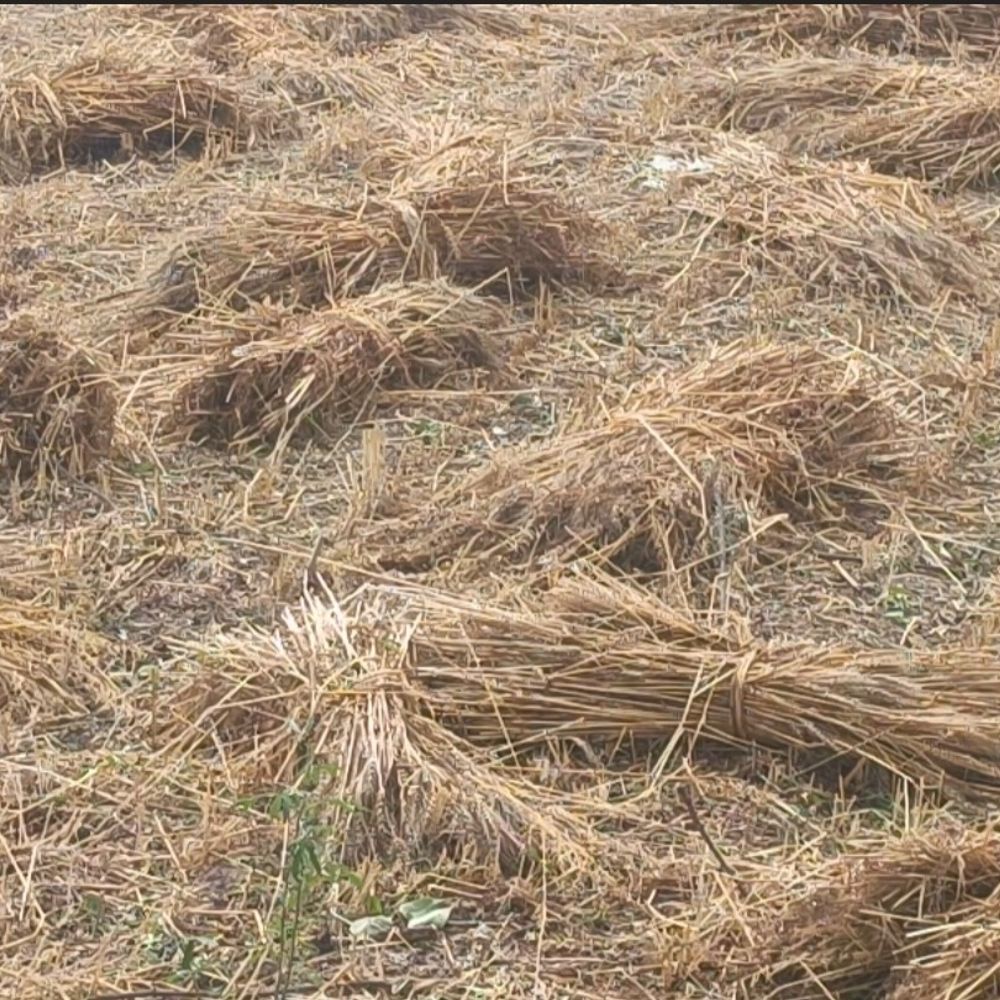 जालौन में बारिश से किसानों की फसलें खराब:ओलावृष्टि के बाद अब गेहूं-चना को नुकसान