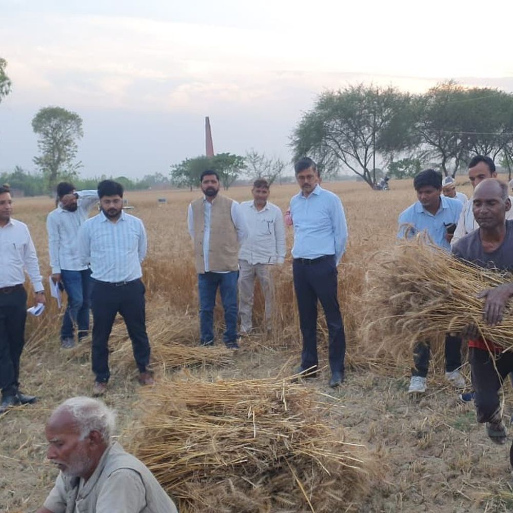 डीएम ने गेहूं क्रॉप कटिंग का निरीक्षण किया:जरकुशहा में 31 कुंतल प्रति हेक्टेयर उत्पादकता का आंकलन, सरकारी खरीद की अपील
