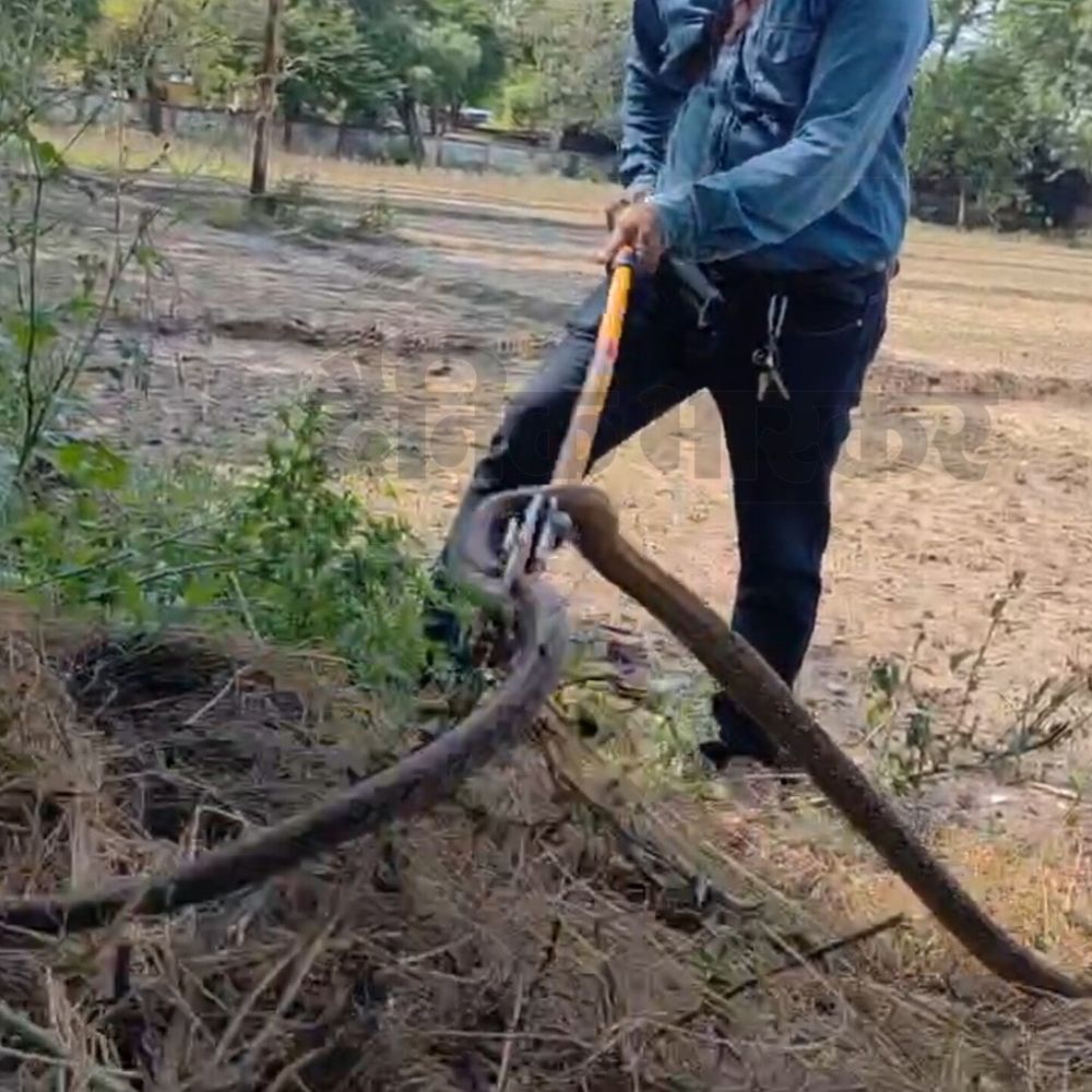 इटावा SSP आवास में 5 फीट लंबा सांप मिला:खरगोशों के बाड़े के पास से वन विभाग ने सुरक्षित रेस्क्यू किया