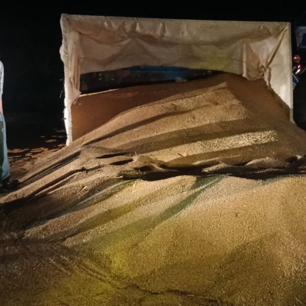 हांसी में गड्ढे में पलटी गेहूं से भरी ट्रॉली पलटी:  सैकड़ों किलो अनाज पानी में हुआ खराब, किसान को हजारों का नुकसान – Hansi News