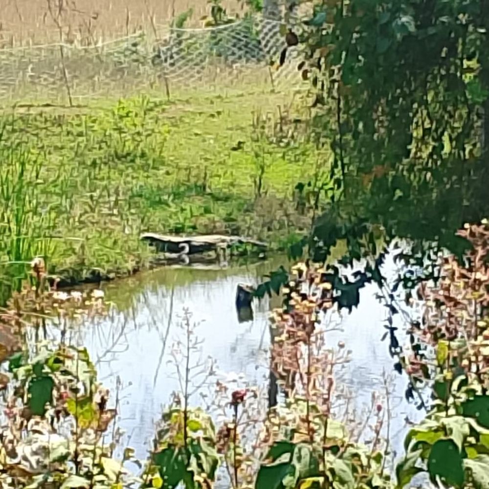 मिर्जापुर में नदी किनारे दिखा गोह:शोर मचाते हुए भागे ग्रामीण, वन विभाग की टीम मौके पर पहुंची