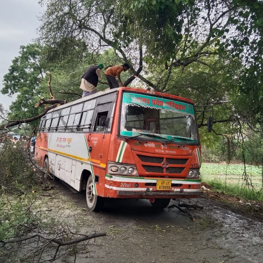 तेज बारिश में रोडवेज बस पर गिरा पेड़:16 यात्री थे सवार, सभी बाल-बाल बचे; काटकर हटाया गया पेड़