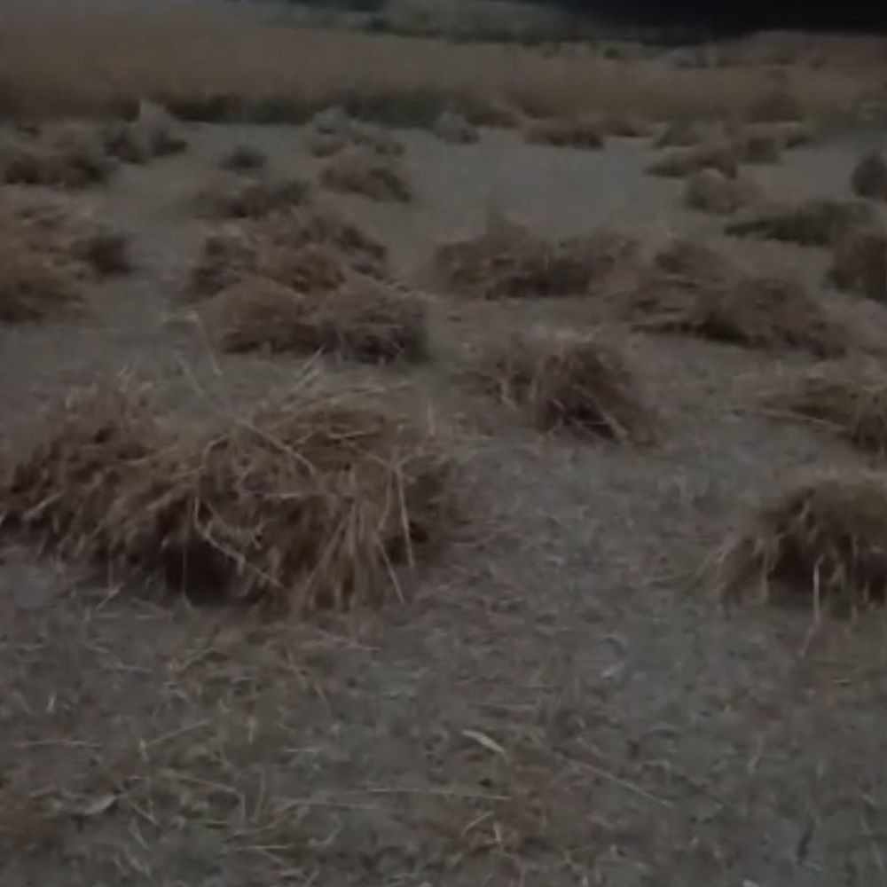 अंबेडकरनगर में आंधी-बारिश, गेहूं की फसल प्रभावित:10 घंटे तक बिजली गुल रही, बुधवार सुबह फिर शुरू हुई बूंदाबांदी