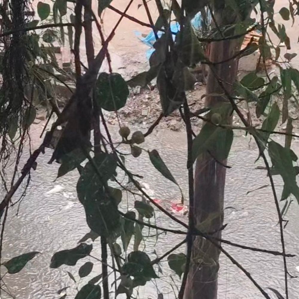 सहारनपुर में अप्रैल में बारिश, गिरा पारा:किसानों की चिंता बढ़ी, गेहूं-सरसों की फसल खेतों में पड़ी