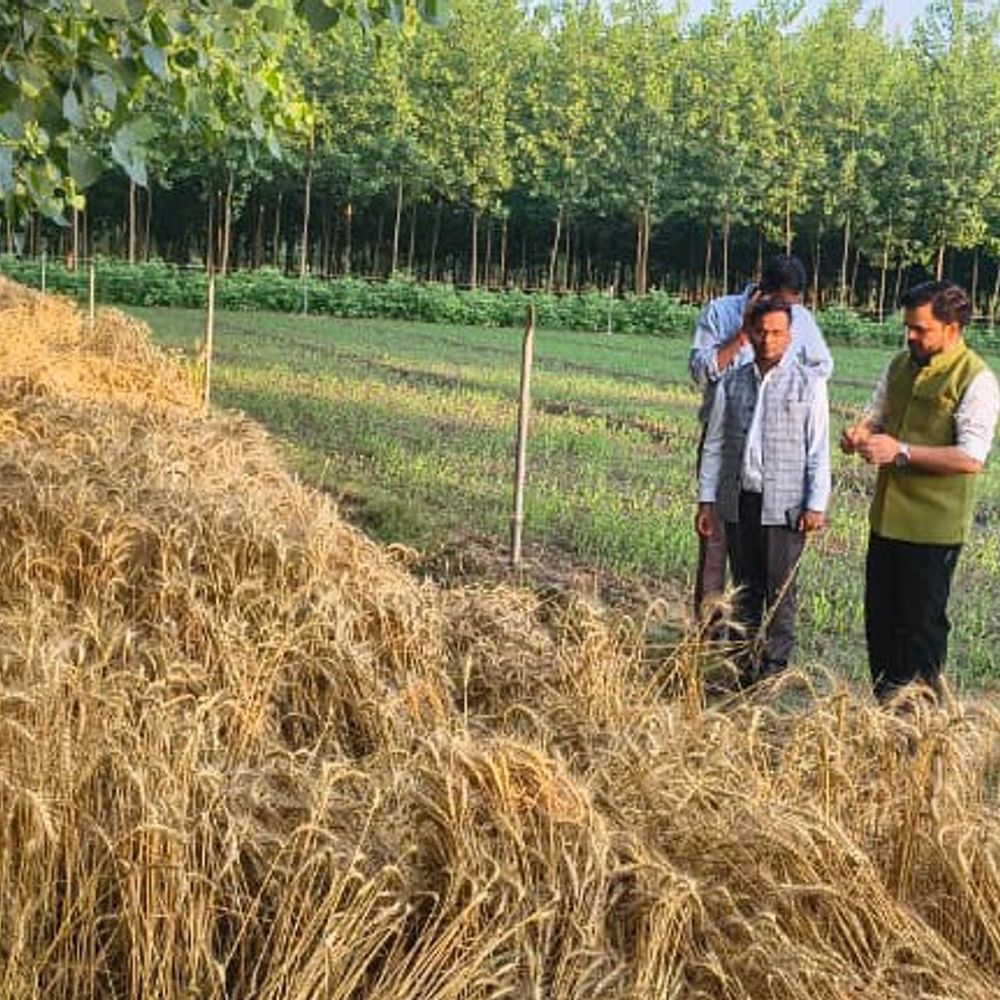 बे-मौसम बारिश से फसल को नुकसान, डीएम खेतों में पहुंचे:डीएम ने खेतों में पहुंचकर किसानों से बात कर सर्वे के निर्देश दिए