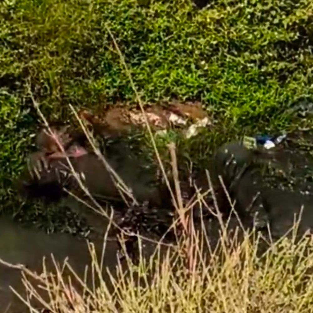 हरदोई में शराब पीकर नाली में गिरा युवक, VIDEO:गंदे पानी और कीचड़ में सना, नशे में होने के कारण कदम लड़खड़ाए