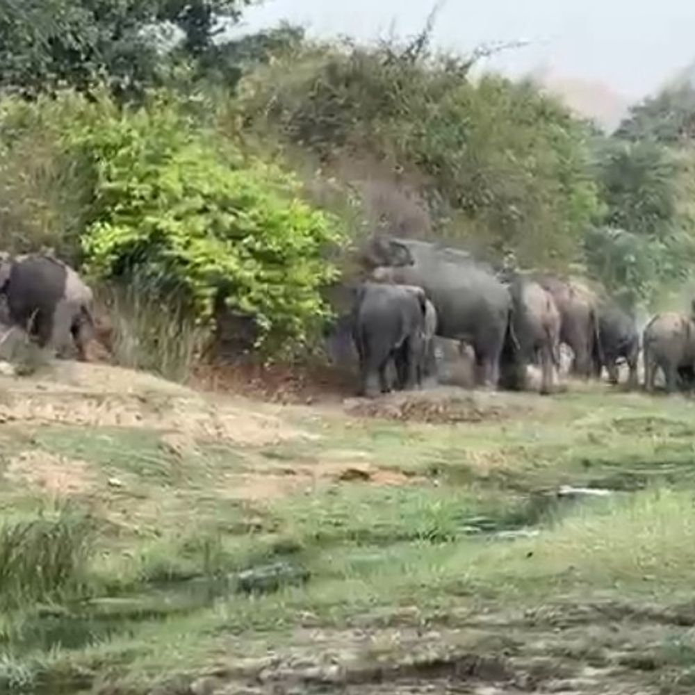 हाथियों के झुंड ने महिला को पटककर कुचला, मौत:नवादा में गोविंदपुर के माधोपुर में गेहूं काट रही थी