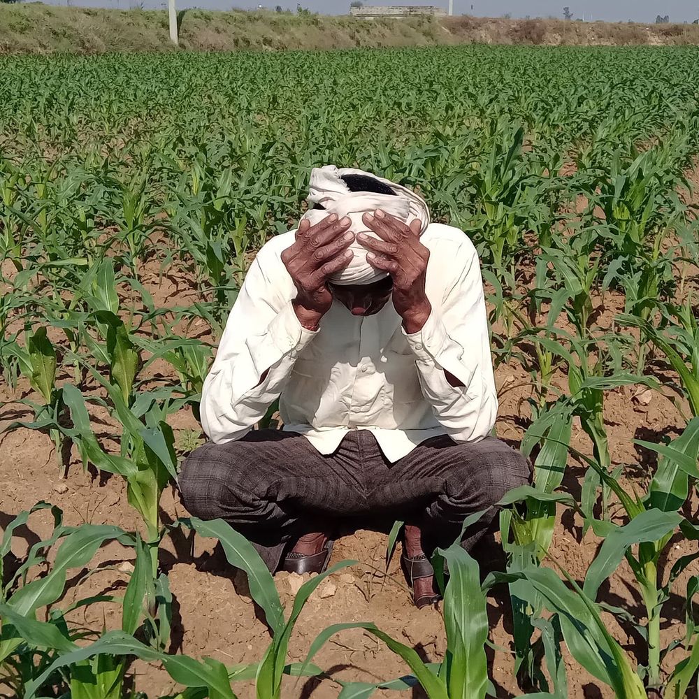 संभल में ओलावृष्टि से गेहूं, मक्का, सरसों की फसल बर्बाद:चार दिन बाद धूप निकली, न्यूनतम 16 डिग्री पहुंचा तापमान; AQI 155 पर