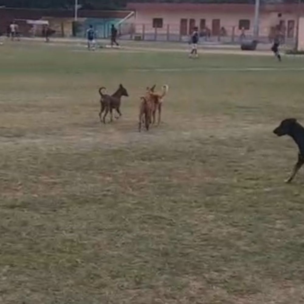 बस्ती स्टेडियम बना आवारा कुत्तों का अड्‌डा:खिलाड़ियों को हो रही परेशानी, अभ्यास में बाधा, सुरक्षा पर गंभीर सवाल