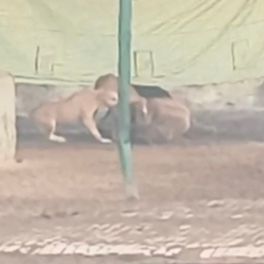 हरदोई गौशाला में मरणासन्न गोवंश को कुत्तों ने नोचा:स्थानीय युवा ने वीडियो जारी कर व्यवस्था पर उठाए सवाल