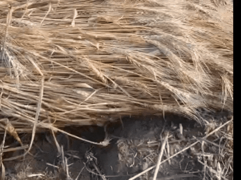 कुदरत का कहर और बरबादी के ओले:झुंझुनू के नवलगढ़ और गुढ़ागौड़जी में तबाही; 70% तक फसलें नष्ट, किसानों के अरमानों पर फिरा पानी