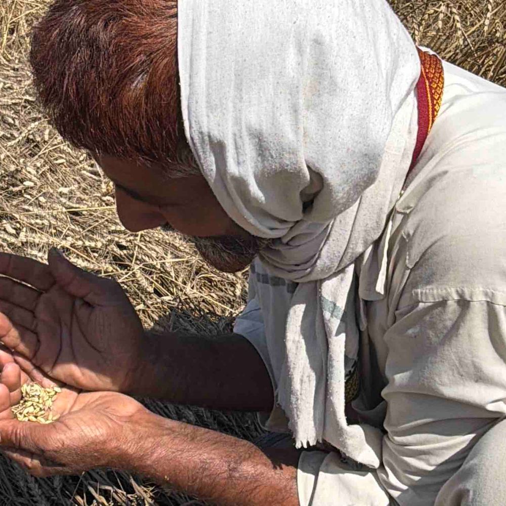 रामपुर में बारिश से गेहूं कटाई ठप, उत्पादन घटा:फसल भीगने से दाने कम निकले; किसान मुआवजे की मांग कर रहे