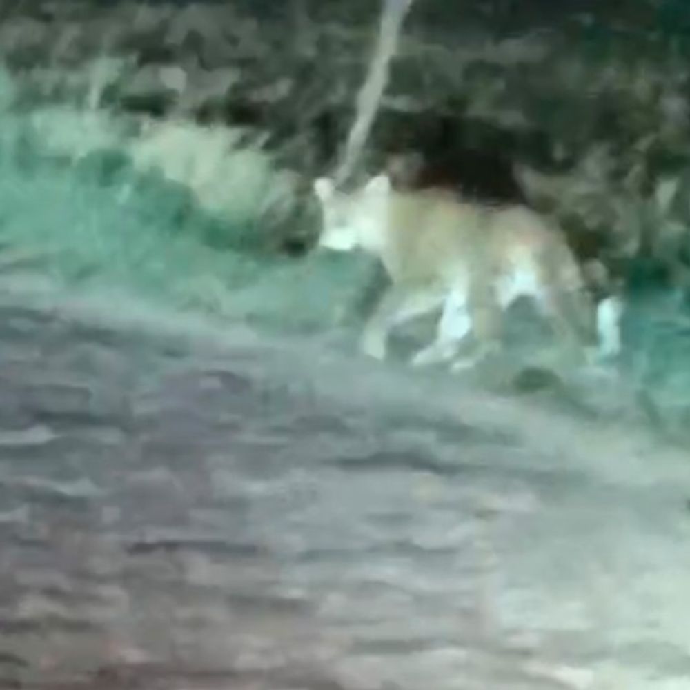 शाहजहांपुर में सड़क पर दिखा तेंदुआ, VIDEO:वन विभाग ने जानवरों को घर के बाहर न बांधने की अपील की, तलाश जारी