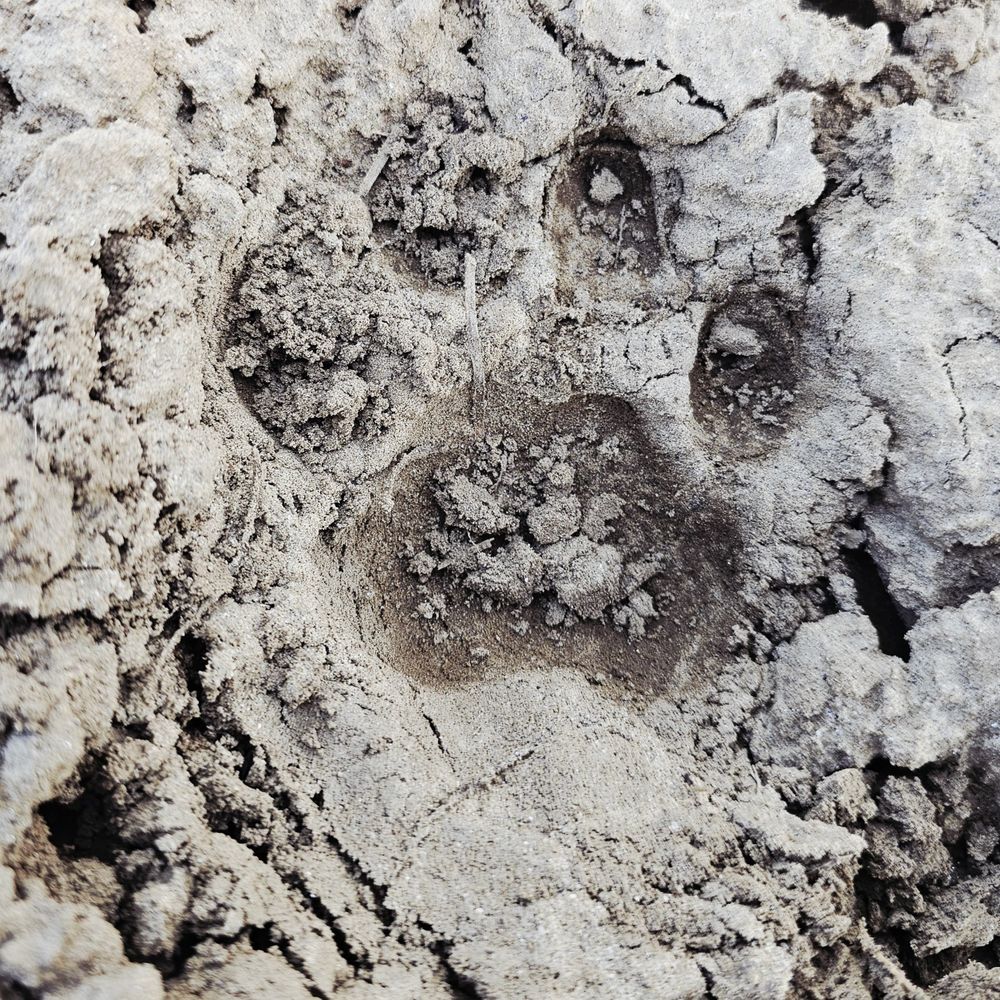 सीतापुर में खेतों में दिखा तेंदुआ, ग्रामीणों में दहशत:वन विभाग के अफसरों ने पैरों के निशान देखे, किसान खेतों से भागे, लगाया पिंजरा