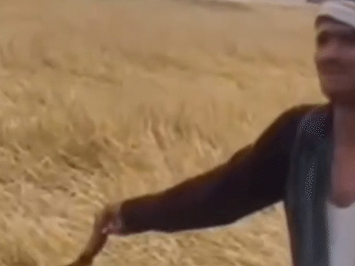 बर्बाद फसल देखकर फूट-फूटकर रोया किसान, VIDEO:कहा- हे भगवान, क्या करें; हरदोई में ओले की चादर बिछी, 44 जिलों में अलर्ट