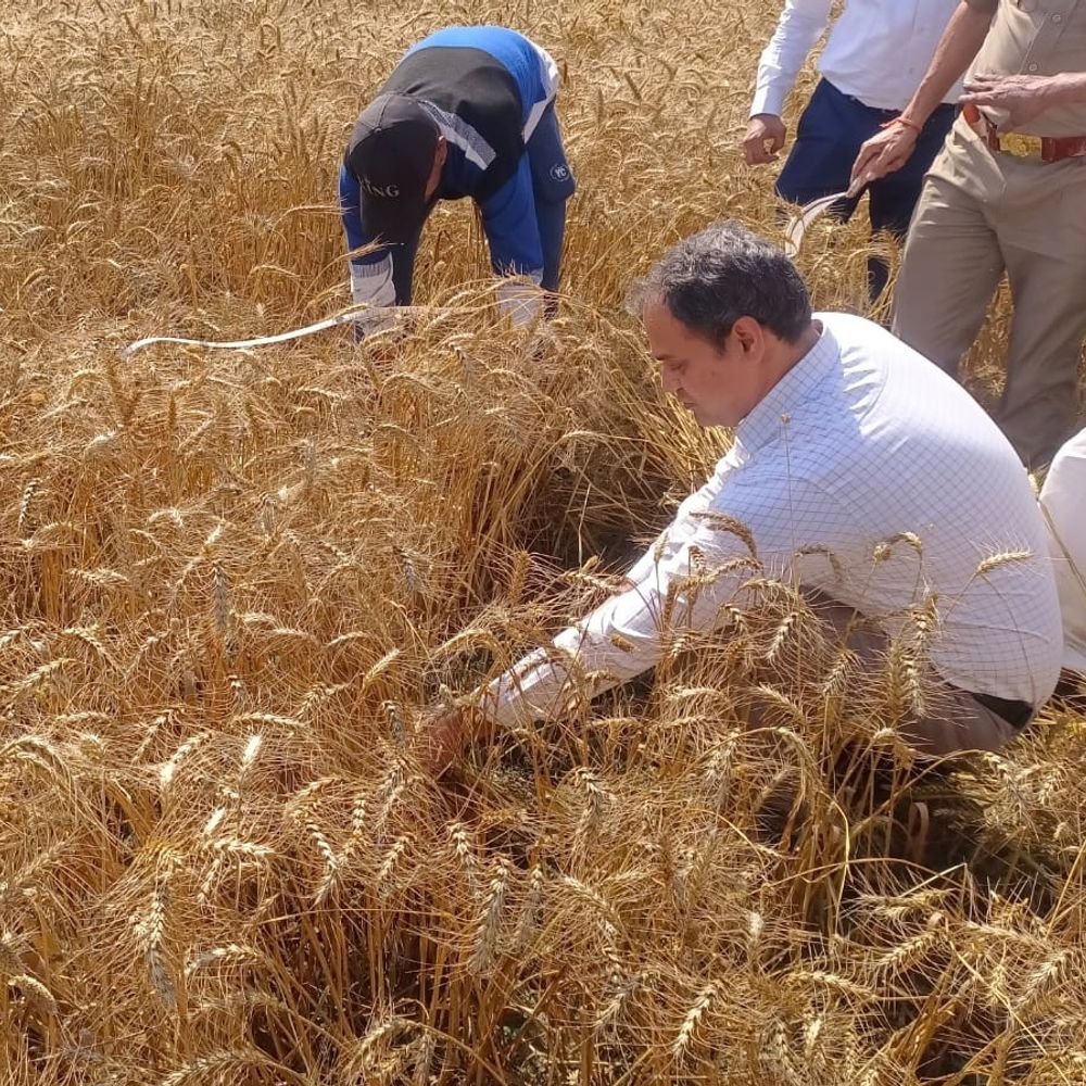 मुरादाबाद डीएम अनुज सिंह ने किया क्रॉप कटिंग का निरीक्षण:गेहूं उत्पादन और गुणवत्ता का सटीक आकलन सुनिश्चित करने के निर्देश दिए