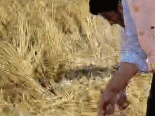 पीलीभीत में बारिश से खराब हुई फसलों का सर्वे शुरू:डीएम ने खेतों के बीच पहुंचकर देखी फसलों की स्थिति, बोले- जल्द मुआवजा मिलेगा