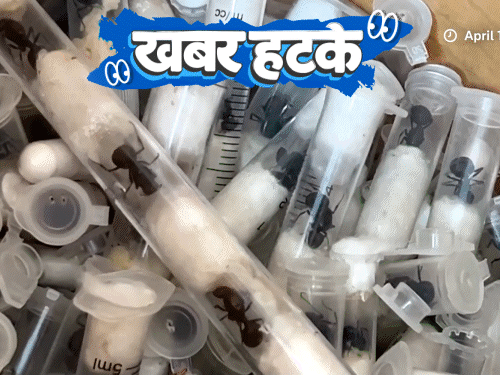 खबर हटके- चींटियां बेचकर करोड़पति बन रहे लोग:श्रीलंका से भारत तैरकर आएगा एक बच्चा; महिलाओं के कपड़ों पर लगेगा अर्थ टैक्स