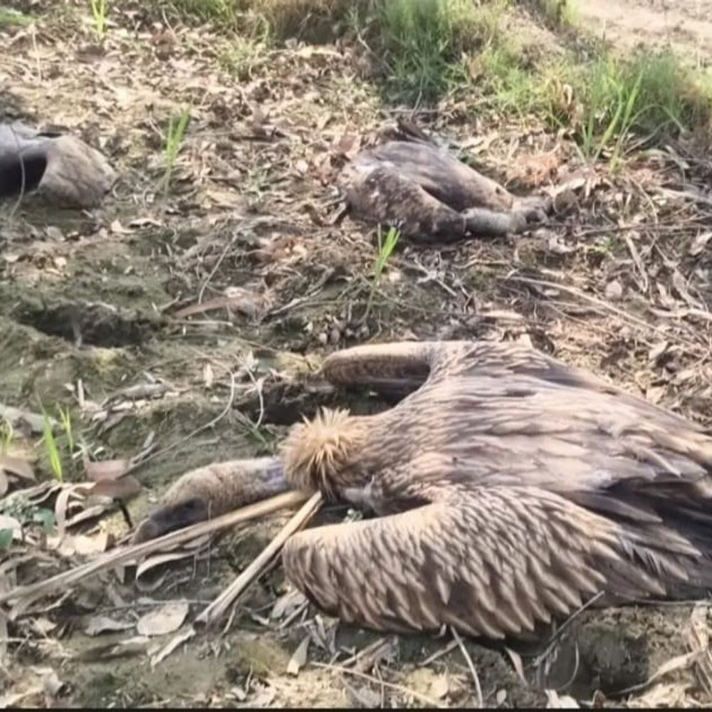 दुधवा में 25 गिद्धों की संदिग्ध मौत:वन विभाग जांच में जुटा, जहर से मौत की आशंका