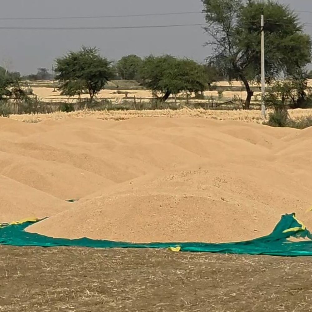 रायसेन में अधूरी तैयारियों के बीच गेहूं खरीदी शुरू:  केंद्रों पर बारदाने का टोटा स्लॉट बुकिंग में भी दिक्कत, किसान परेशान – Raisen News