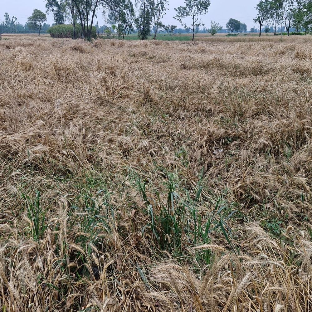 संभल में ओलावृष्टि-बारिश से गेहूं, मक्का और सरसों की फसल:सरकारी-निजी अस्पतालों में मरीजों की भीड़, अधिकतम तापमान 32°C