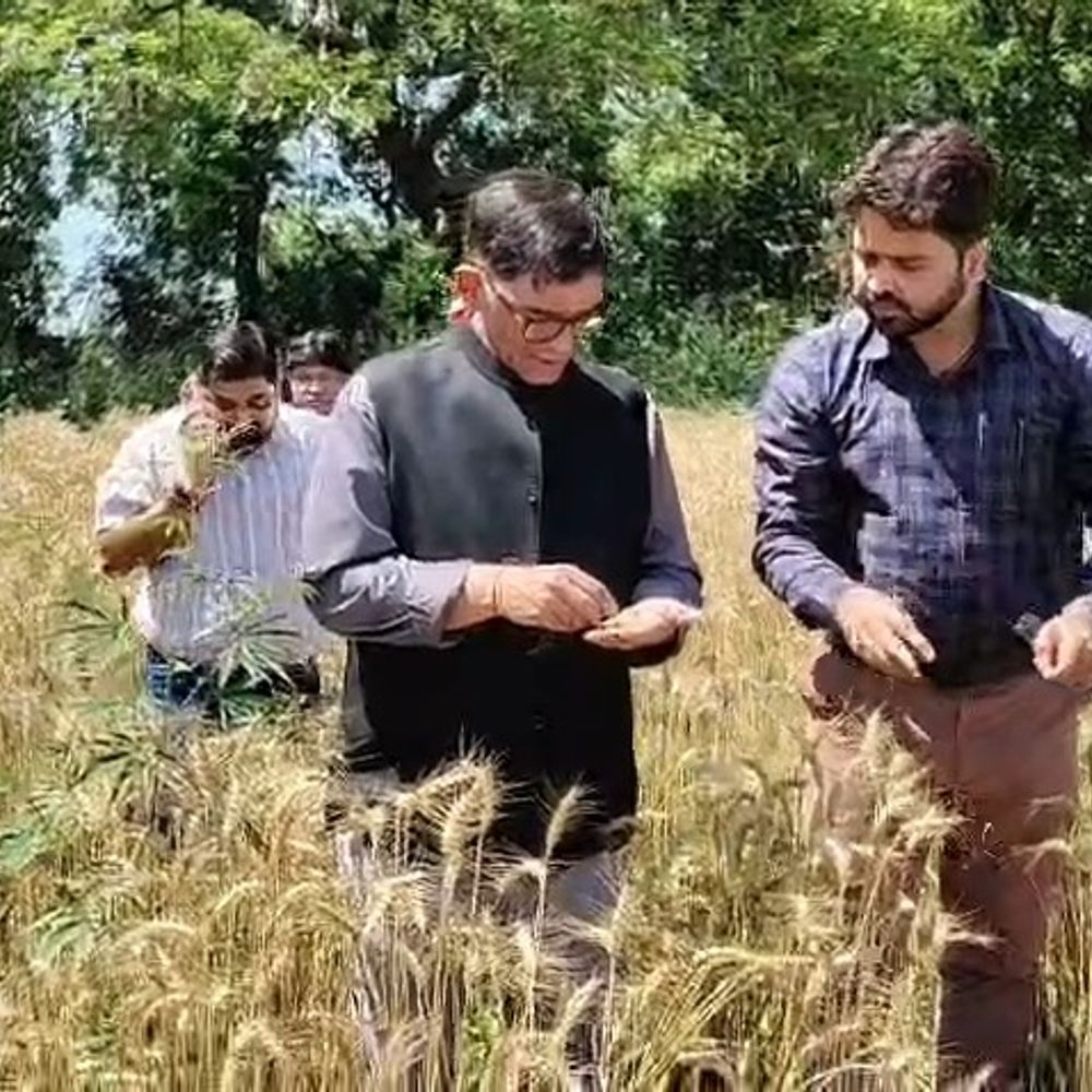 बारिश से फसल नुकसान, DM ने खेतों का दौरा किया:पीलीभीत में क्रॉप कटिंग से परखी पैदावार, मुआवजे का आश्वासन