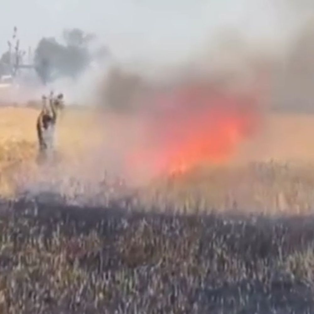 बागपत में बिजली चिंगारी से 60बीघा गेहूं की फसल जली:लाखों का नुकसान, किसानों ने आर्थिक सहायता की मांग की