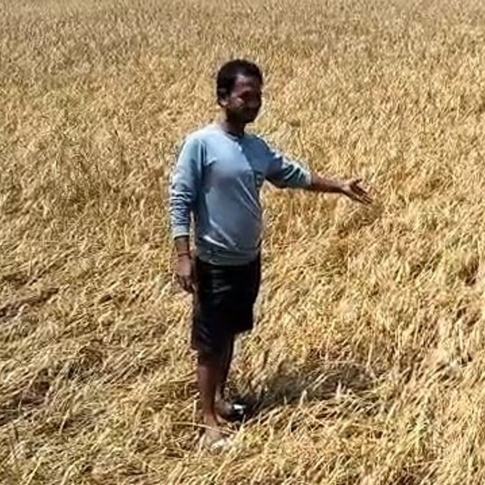 उन्नाव में बारिश-ओलावृष्टि से फसलें बर्बाद:4,294 हेक्टेयर में खड़ी फसलें नष्ट, 13,288 किसान प्रभावित, शासन से मिलेगी मदद