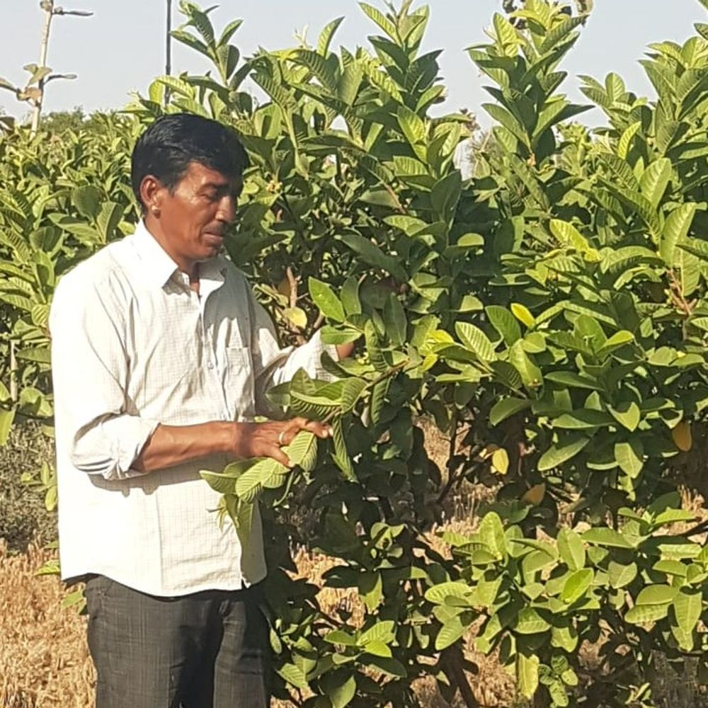 नागौर के किसान ने उगाई कश्मीरी सेब, ताइवानी अमरुद:  इन पेड़ों के बीच जीरा-ईसबगोल भी लगाया; बूंद-बूंद सिंचाई पद्धति से कर रहे खेती – Jaipur News