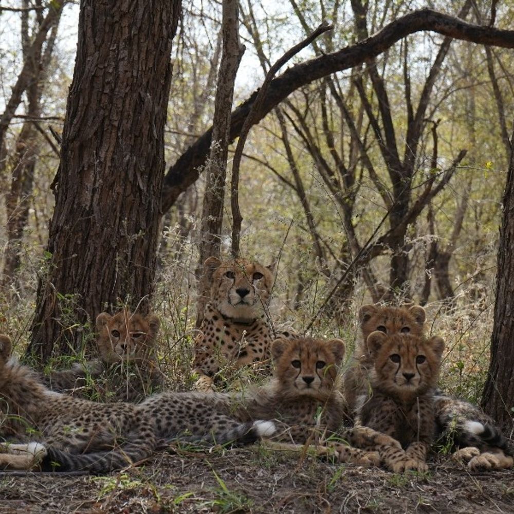 बोत्सवाना से आए 9 चीतों क्वारंटाइन पीरियड हुआ पूरा:सॉफ्ट रिलीज बाड़ों में किए गए शिफ्ट, अब शिकार और नए क्षेत्र को समझेंगे
