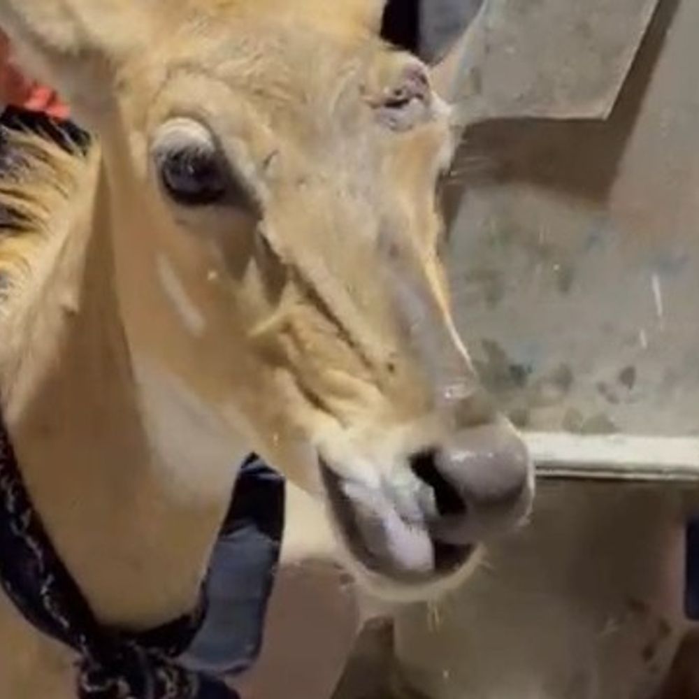 फर्रुखाबाद शहर में नीलगाय का बछड़ा पहुंचा:लोगों ने पकड़कर वन विभाग को सूचना दी, इलाज के लिए ले गए