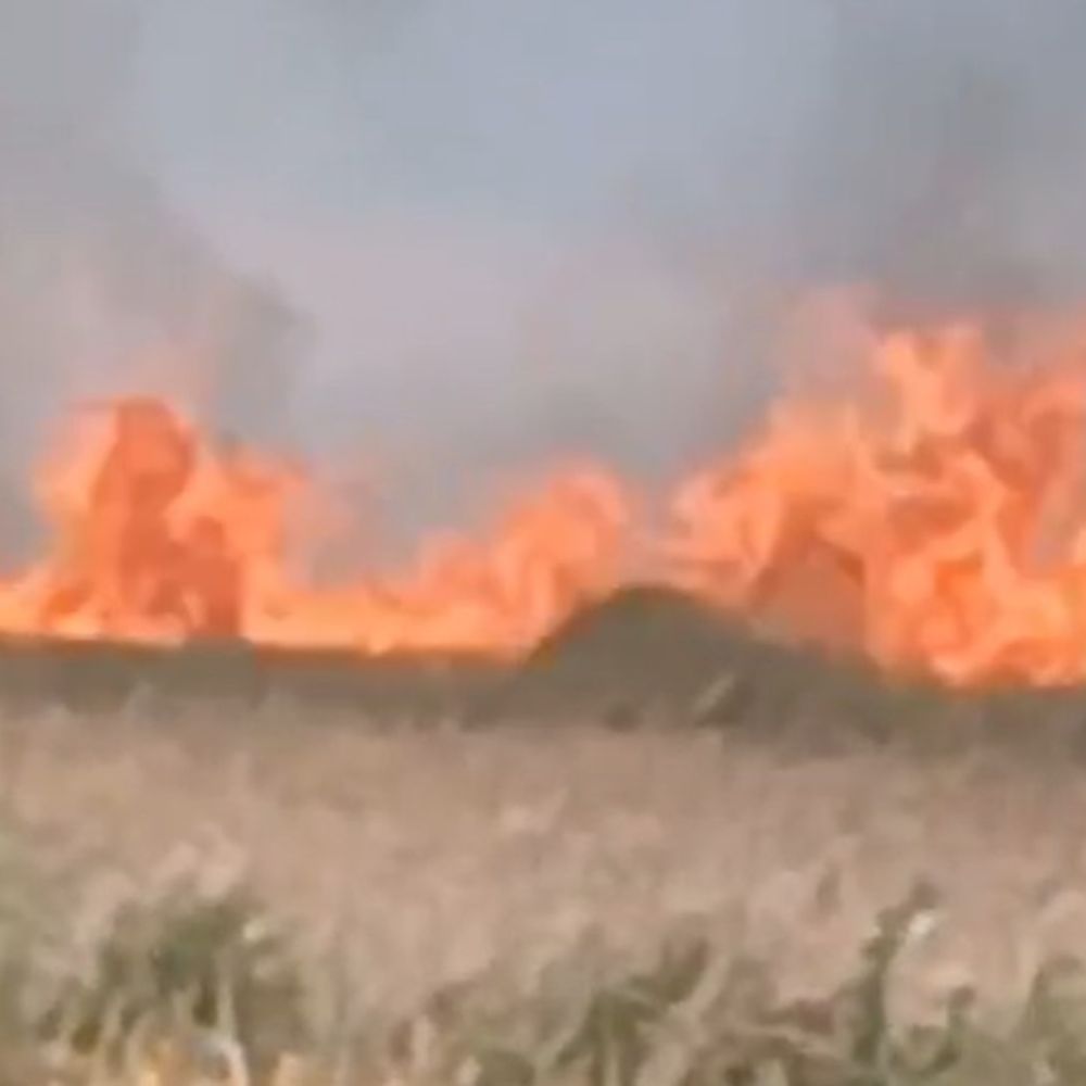 फतेहपुर में हाईटेंशन लाइन से निकली चिंगारी:60 बीघा गेहूं की फसल खाक, फायर ब्रिगेड ने घंटों की मशक्कत के बाद पाया काबू