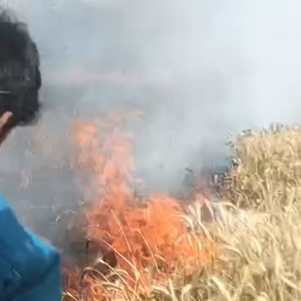 हाईटेंशन लाइन की चिंगारी से 8 बीघा गेहूं जला:किसान को 50 हजार का नुकसान, ग्रामीणों ने आग बुझाई