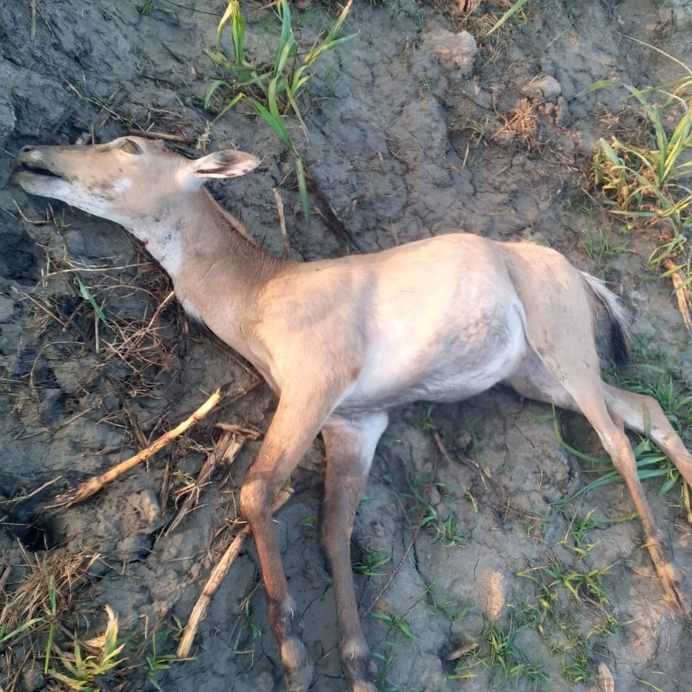 लखीमपुर में तेंदुए ने नीलगाय को बनाया निवाला:80 मीटर तक घसीट कर ले गया, ग्रामीणों ने पिंजरा लगाने की मांग की