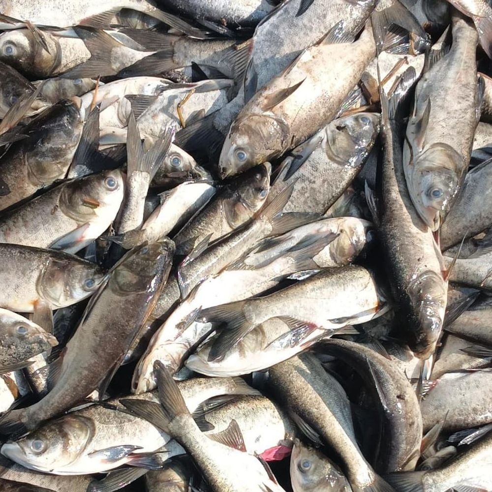 राज्य में मछली उत्पादन 9 लाख टन, कई शहरों में महीने के अंततक ‘फ्रेश कैच फिश आउटलेट’ खुलेगा