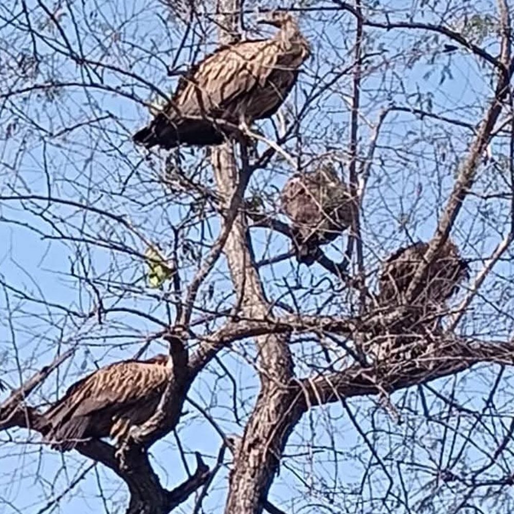 अयोध्या में 200 से अधिक गिद्धों का जमावड़ा:रुदौली के बनमऊ जंगल में दुर्लभ वापसी, पर्यावरण संतुलन का संकेत