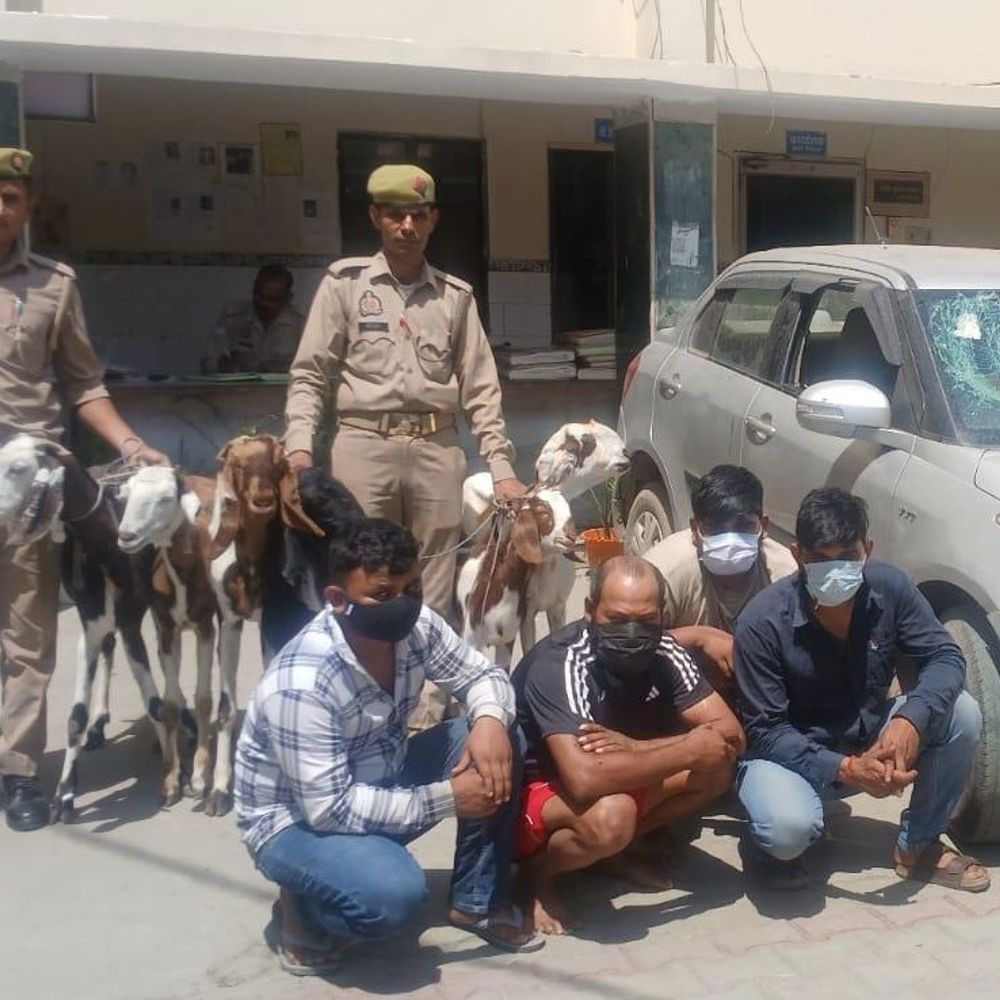 हापुड़ में अन्तर्राज्यीय बकरी चोर गिरोह का पर्दाफाश:कोतवाली पुलिस ने 4 शातिर चोरों को किया गिरफ्तार