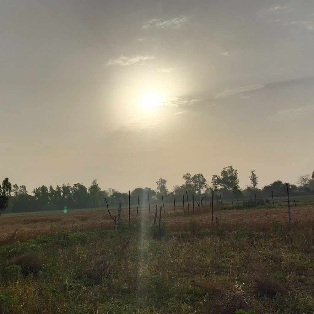 अयोध्या में गेहूं कटाई का काम बाधित:किसानों को बारिश से फसल खराब होने का डर सत्ता रहा