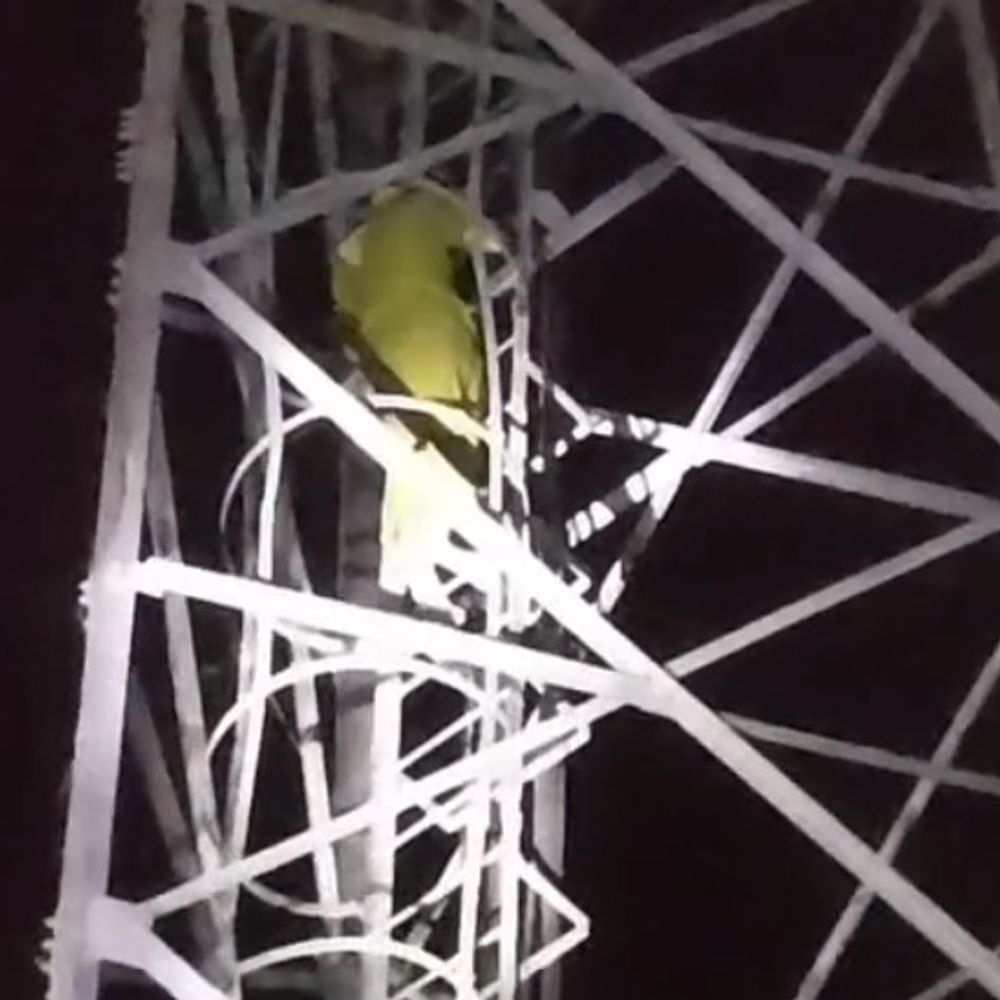 बहराइच में किशोरी मोबाइल टावर पर चढ़ी:पुलिस और फायर ब्रिगेड ने एक घंटे बाद सकुशल नीचे उतारा