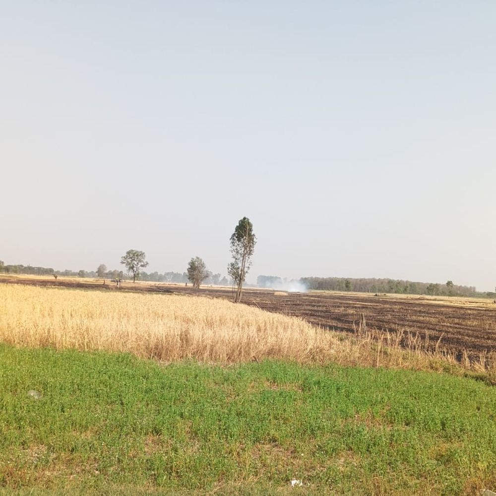 हाईटेंशन लाइन की चिंगारी से लगी आग:बलरामपुर में 25 बीघा गेहूं की फसल जली, किसानों को भारी नुकसान