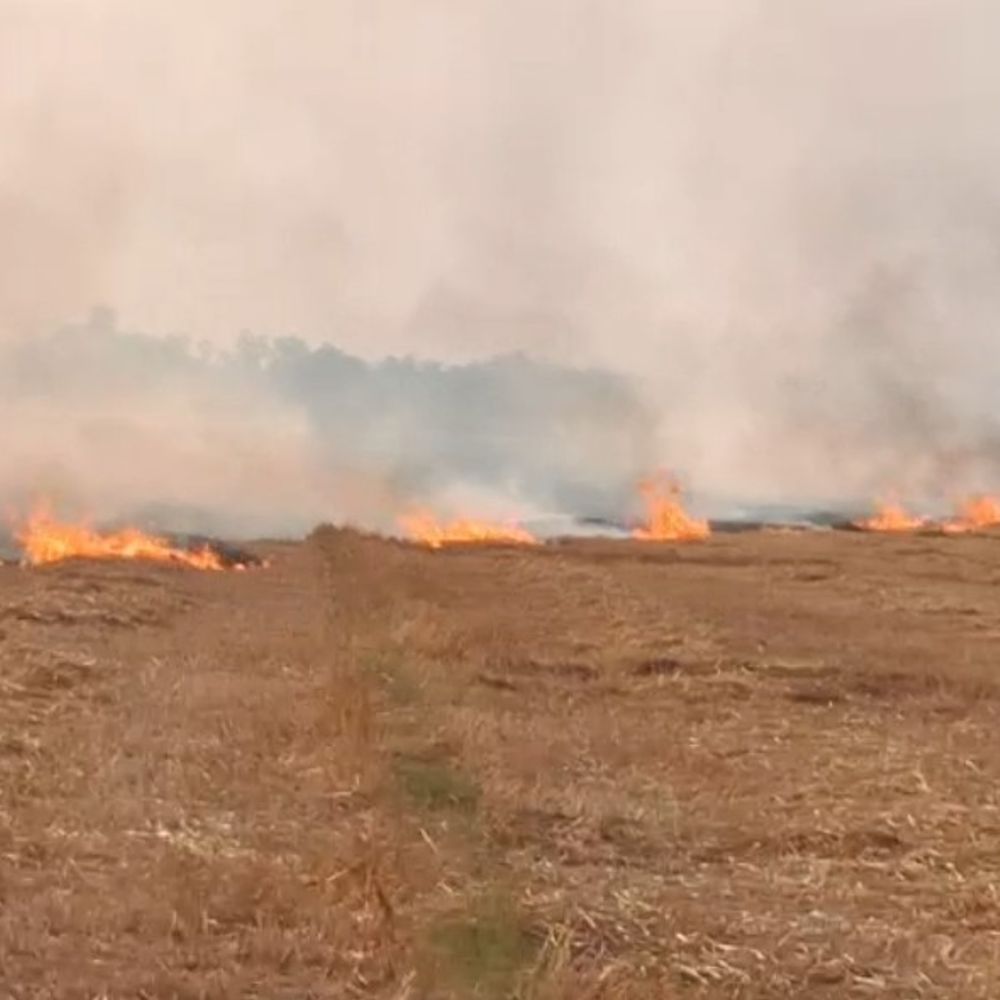 श्रावस्ती में अब तक सैकड़ों बीघा फसल जलकर राख:फसल अवशेष जलाने पर प्रतिबंध के बावजूद नहीं रुक रहीं गेहूं के अवशेष में आगजनी