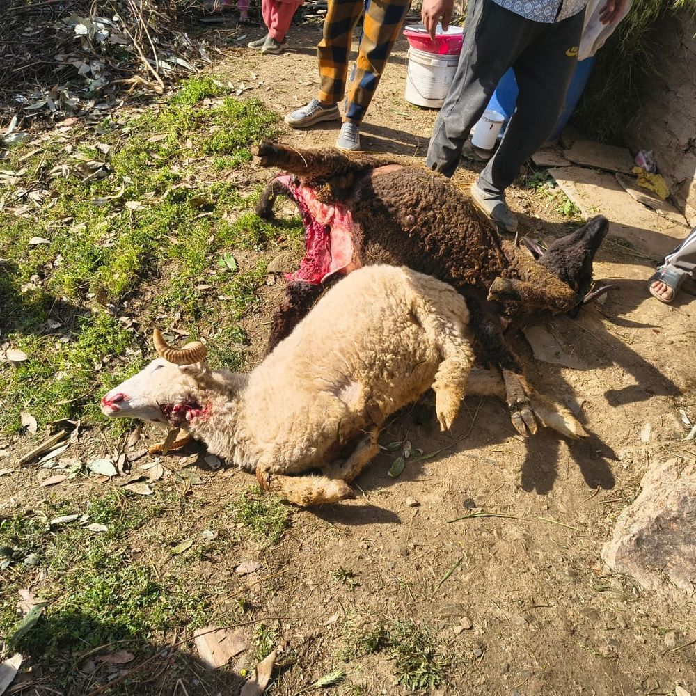 मंडी के छपराहन में तेंदुए का आतंक:  छत के रास्ते गौशाला में घुसकर 4 मवेशी मारे; 2 बछियों और 2 भेड़ों को बनाया शिकार – Mandi (Himachal Pradesh) News