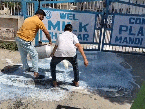 हिमाचल में किसान ने 500 लीटर दूध बहाया:  2 दिन से मिल्कफेड नहीं खरीद रहा, 50 हजार का नुकसान, सरकार के दावों पर सवाल – Mandi (Himachal Pradesh) News