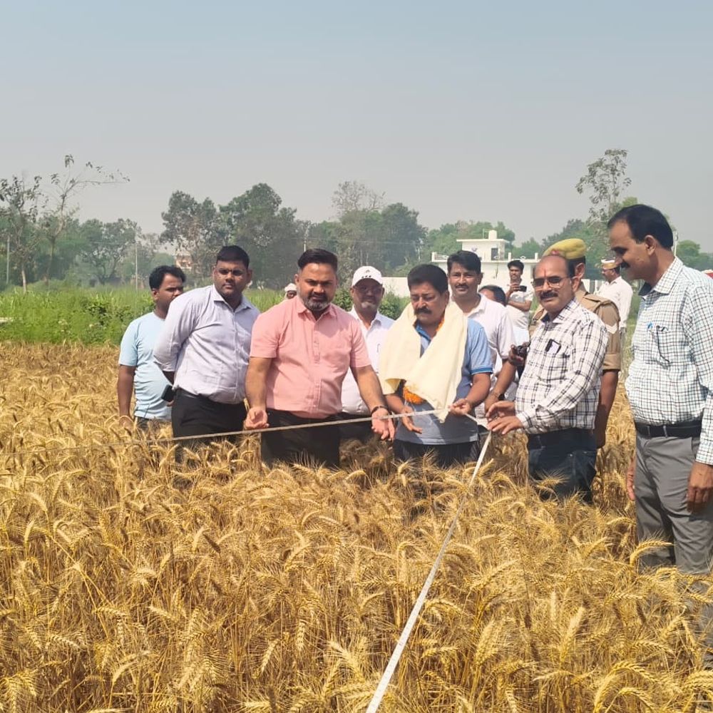 कुशीनगर में गेहूं की उत्पादकता 37.50 कुंतल प्रति हेक्टेयर आंकी:डीएम की मौजूदगी में धर्मपुर बुजुर्ग में हुई क्रॉप कटिंग, पराली न जलाने को कहा