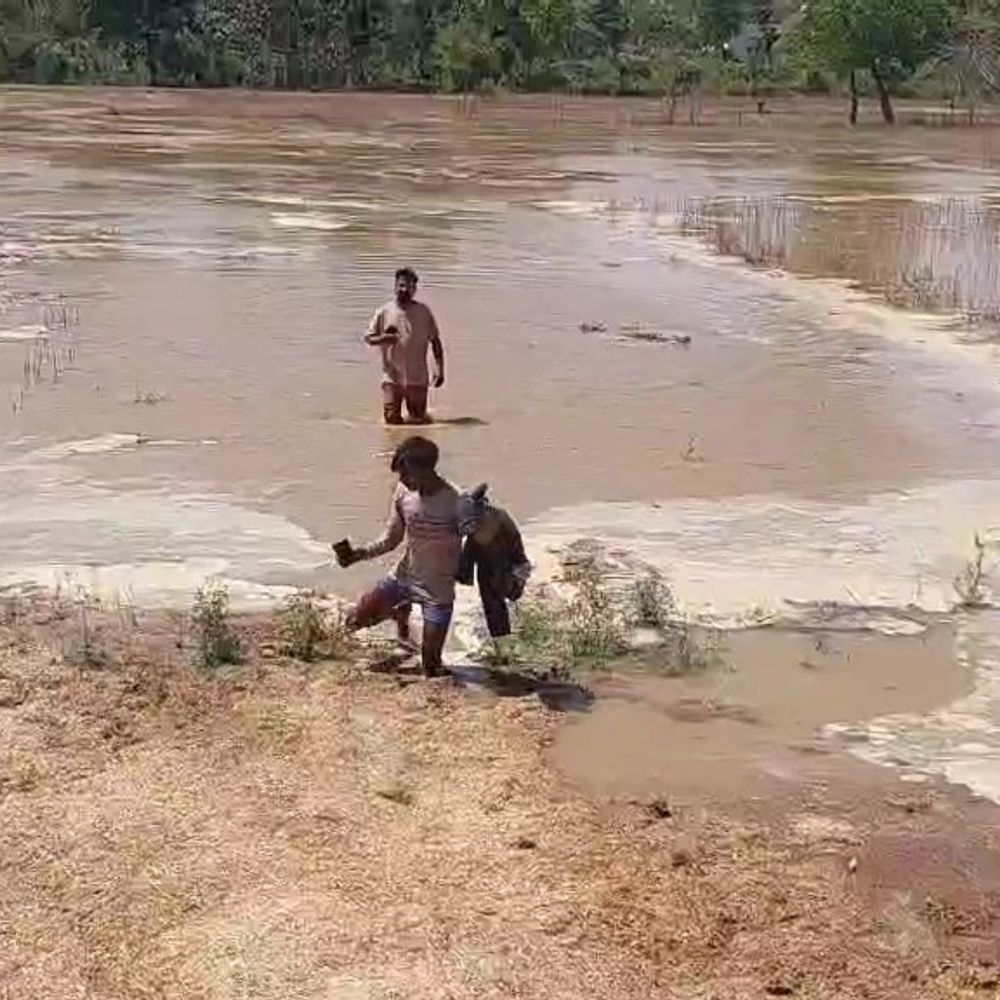 सीतापुर में नहर फटने से किसानों की फसलें जलमग्न:जानवर द्वारा किनारा खोदे जाने की आशंका, मरम्मत कार्य जारी